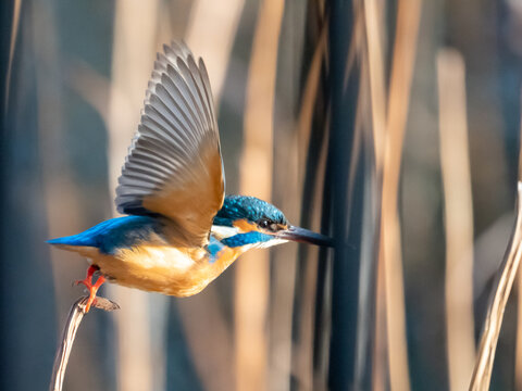 羽ばたく鳥 の画像 30 501 件の Stock 写真 ベクターおよびビデオ Adobe Stock 羽ばたく鳥 の画像 30 501 件の Stock 写真 ベクターおよびビデオ Adobe Stock