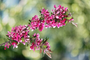 Beautiful fresh Flower Blossom Natural Spring