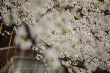 目黒川の桜