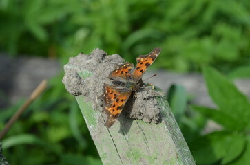 Beautiful orange butterfly resting. High quality photo