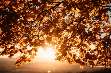 Fototapeta na wymiar Autumn landscape with yellow trees and sun. Colorful foliage in the park. Falling leaves. Autumn season concept