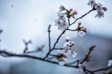 桜と雪