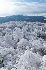 Zima w lesie. Las pokryty śniegiem zimową porą. Zimowy widok na las. Zmrożony las pokryty...