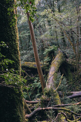 Landscape in Yakushima ,Japanese natural heritage.