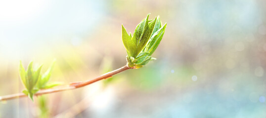 Close-up of a lilac branch with young leaves and buds, banner. Spring branch with green leaves