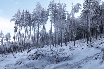 Zima w lesie. Las pokryty śniegiem zimową porą. Zimowy widok na las. Zmrożony las pokryty...