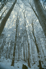 Zima w lesie. Las pokryty śniegiem zimową porą. Zimowy widok na las. Zmrożony las pokryty śniegiem. Ślęża pokryty śniegiem. Góra Ślęża pokryta śniegiem. Górski szlak zimą pokryty śniegiem.  - obrazy, fototapety, plakaty