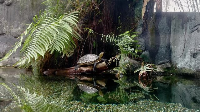 Critically endangered species, chinese stripe necked turtle, mauremys sinensis relaxing on a tree log in the freshwater pond under green canopy with beautiful water reflections.