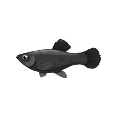 Black molly freshwater fish isolated on white backhround. Realistic style