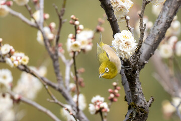 メジロと白梅