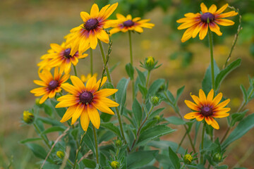 Black-eyed Susan in bloom in the garden. Summer floral background. Yellow rudbeckia close up