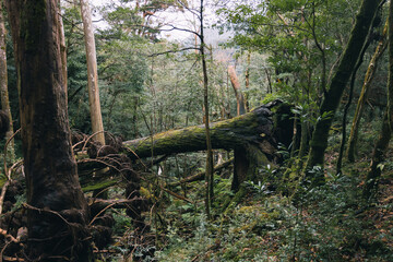Landscape in Yakushima ,Japanese natural heritage.