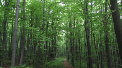 Fototapeta na wymiar dark path in the forest. green landscape. forest background.
