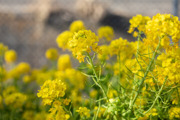 三浦海岸の菜の花