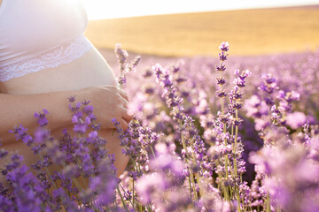 Naked female pregnant belly against the background of blooming purple lavender