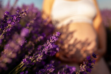 Naked female pregnant belly against the background of blooming purple lavender