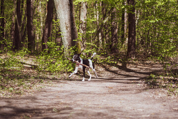 Dog running on a forest path. Young active animal playing with a stick in a sunlit forest in Warsaw, Poland. Selective focus on the details, blurred background.