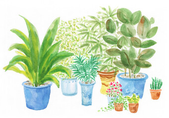 Fototapeta na wymiar Plants in pots