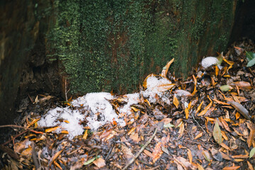 Landscape in Yakushima ,Japanese natural heritage.