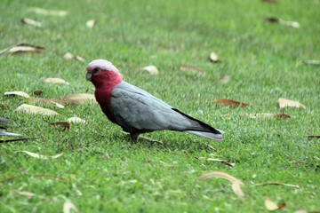Australian Galah Eolophus roseicapilla on the ground on grass surrounded by dead leaves