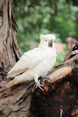 Australian Sulphur Crested Cockatoo Cacatua galerita. In a tree looking at the camera