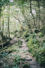 Landscape in Yakushima ,Japanese natural heritage.