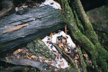 Landscape in Yakushima ,Japanese natural heritage.