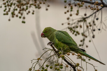 Rose-ringed Parakeet (Psittacula krameri) feeding on a tree branch