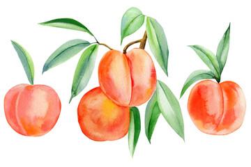Set Peaches, isolated white background, watercolor painting