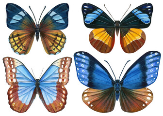 Fototapeta na wymiar Exotic butterflies isolated on white background. tropical butterfly with colorful wings. Set of design elements.