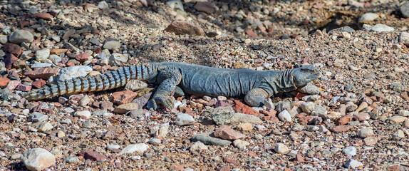 The Egyptian Mastigure (Uromastyx aegytius) is the largest lizard in Israel, it can reach a length of up to 80 cm and weigh up to 3 kg, It inhabits desert areas of the Middle East