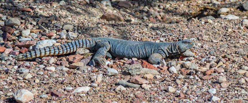 The Egyptian Mastigure (Uromastyx aegytius) is the largest lizard in Israel, it can reach a length of up to 80 cm and weigh up to 3 kg, It inhabits desert areas of the Middle East