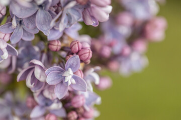 Fototapeta premium A branch of lilac on a background of green leaves. Spring. Close up of purple Syringa vulgaris 'Andenken an Ludwig Spath Souvenir de Louis Spaeth, flowering on large shrub. Green natural background.