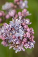 A branch of lilac on a background of green leaves. Spring. Close up of purple Syringa vulgaris 'Andenken an Ludwig Spath Souvenir de Louis Spaeth, flowering on large shrub. Green natural background.