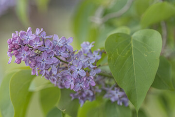 A branch of lilac on a background of green leaves. Spring. Close up of purple Syringa vulgaris 'Andenken an Ludwig Spath Souvenir de Louis Spaeth, flowering on large shrub. Green natural background.