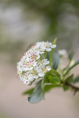Aronia melanocarpa white flowers, closeup. Black chokeberry bloom and green leaves on branch in garden, closeup banner