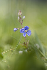 Veronica chamaedrys, the germander speedwell, bird's-eye speedwell, or cat's eyes is a herbaceous perennial species of flowering plant in the family Plantaginaceae.