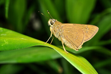 Obraz premium Pelopidas mathias or the dark small branded swift is a butterfly belonging to the family Hesperiidae