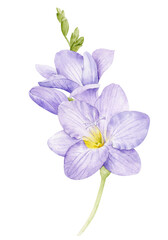 Purple freesia flower. Watercolor illustration of a delicate flower.