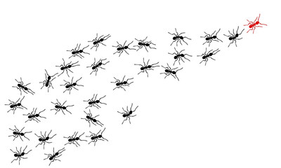 Fototapeta premium Worker ants trail line flat style design vector illustration isolated on white background. Top view of ants bug road trail marching in the line row. Pest control or insect searching concept.