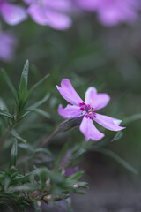 Fototapeta premium Phlox subulate Phlox creeping, mossy, pink moss, pink rock. A low plant that forms bryophyte rugs with pink flowers, together forming a solid carpet of flowers.