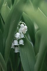 Lily of the valley, Convallaria majalis white flowers macro in forest