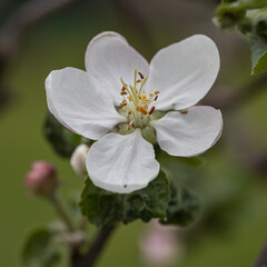 Blossom blooming on trees in springtime. Apple tree flowers blooming. Blossoming apple tree flowers with green leaves. Spring tree blossom flowers with green leaves. lovely  detail of tree blooming.