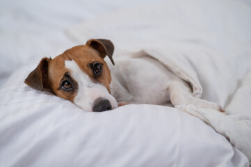 Jack Russell Terrier dog lies in bed under the covers. The pet sleeps in the bedroom.