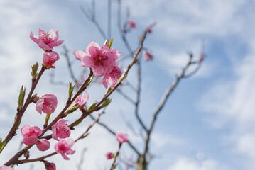 Pink Peach Flowers Blooming on Peach Tree