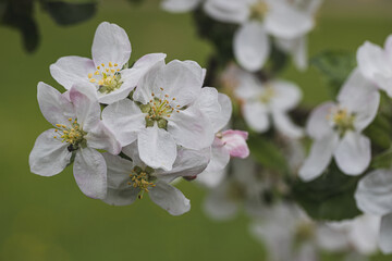 Blossom blooming on trees in springtime. Apple tree flowers blooming. Blossoming apple tree flowers with green leaves. Spring tree blossom flowers with green leaves. lovely  detail of tree blooming.