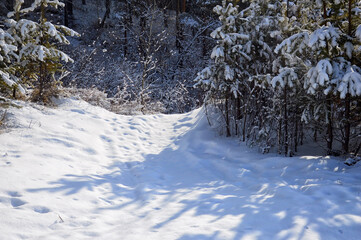 Winter forest landscape. A path in a snow-covered pine forest. A walk on a sunny bright day.