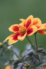 Fresh dahlia sunshine flower blooming in the botanical garden. Blurred green natural background. Selective focus. Isolated single one bloom of flower.