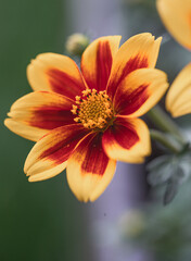 Fresh dahlia sunshine flower blooming in the botanical garden. Blurred green natural background. Selective focus. Detail center 