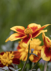 Fresh dahlia sunshine flower blooming in the botanical garden. Blurred green natural background. Selective focus. Isolated single one bloom of flower.